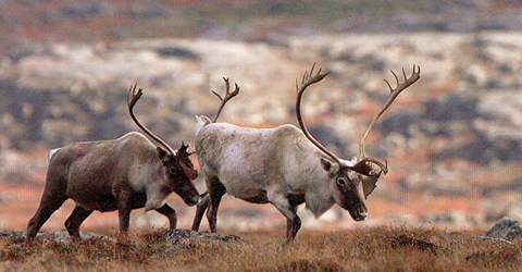 caribou 2